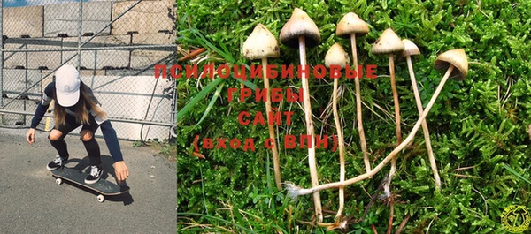 PSILOCYBIN Вяземский