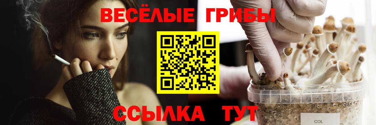 Галлюциногенные грибы Psilocybine cubensis Нерюнгри
